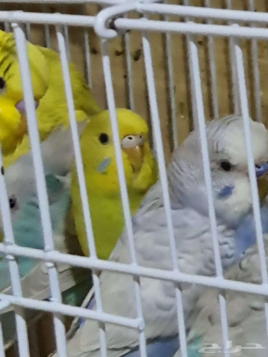 طيور بادجي64555404404098113