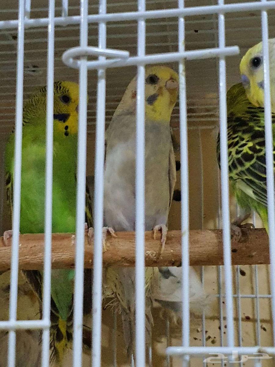 طيور بادجي64555404404098112