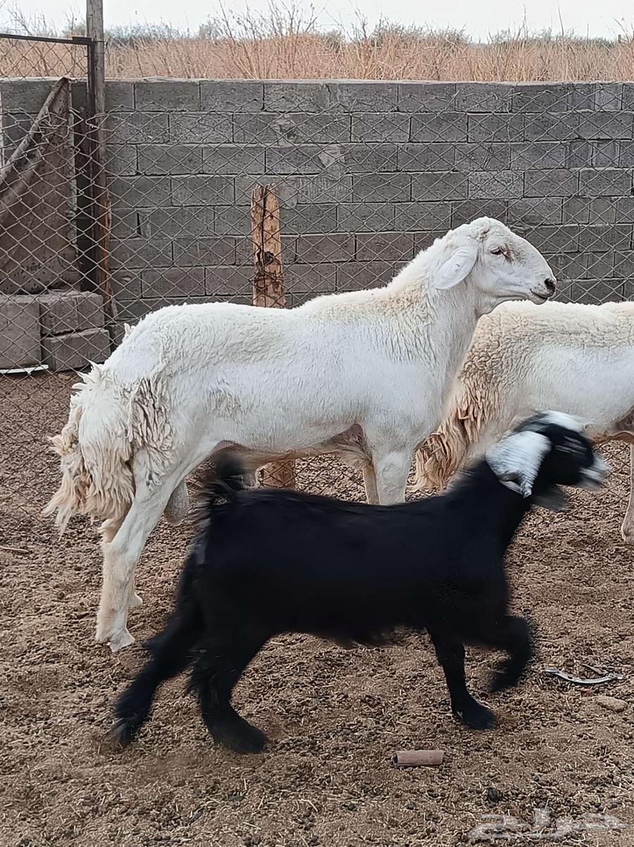 طلي سديس صنف الصنف للبيع64559084953346112