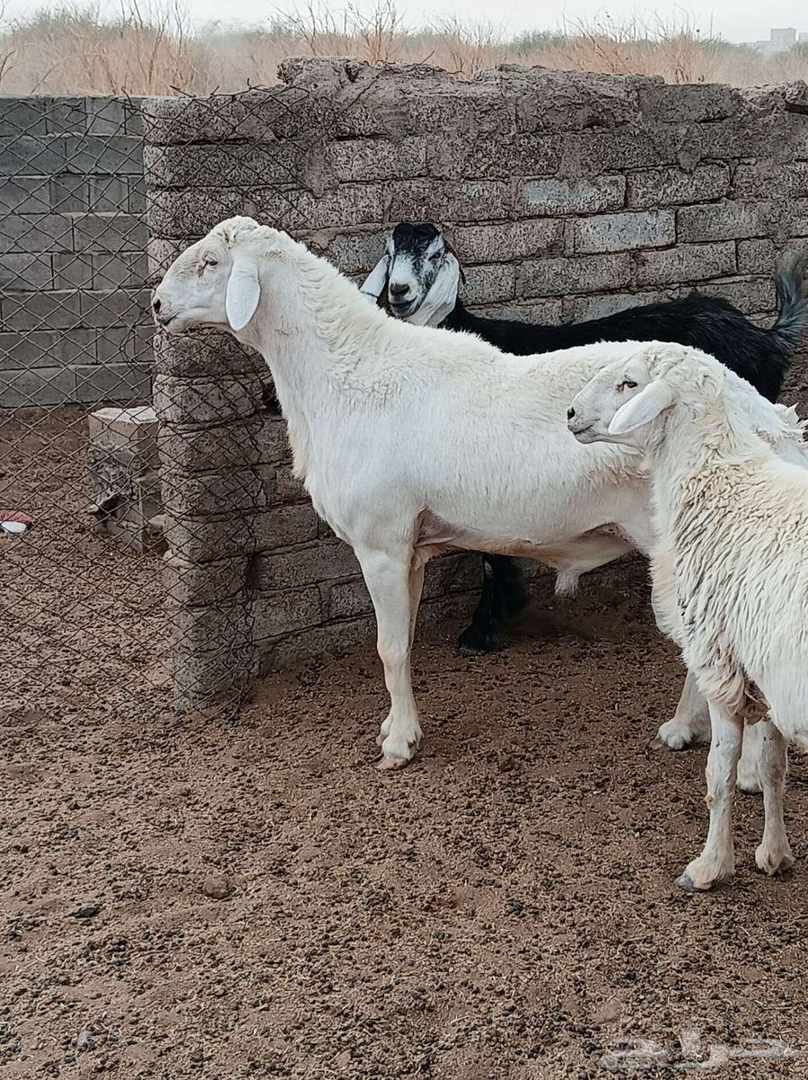 طلي سديس صنف الصنف للبيع64559084953346111