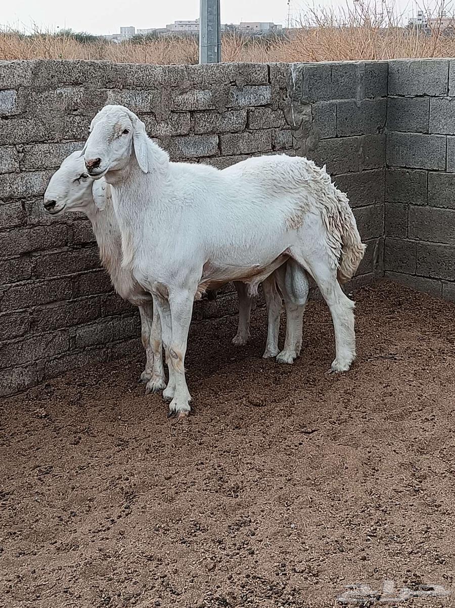 طلي سديس صنف الصنف للبيع64559084953346113