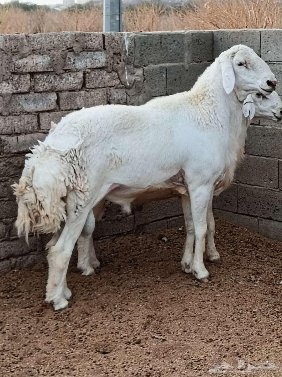 طلي سديس صنف الصنف للبيع64559084953346110