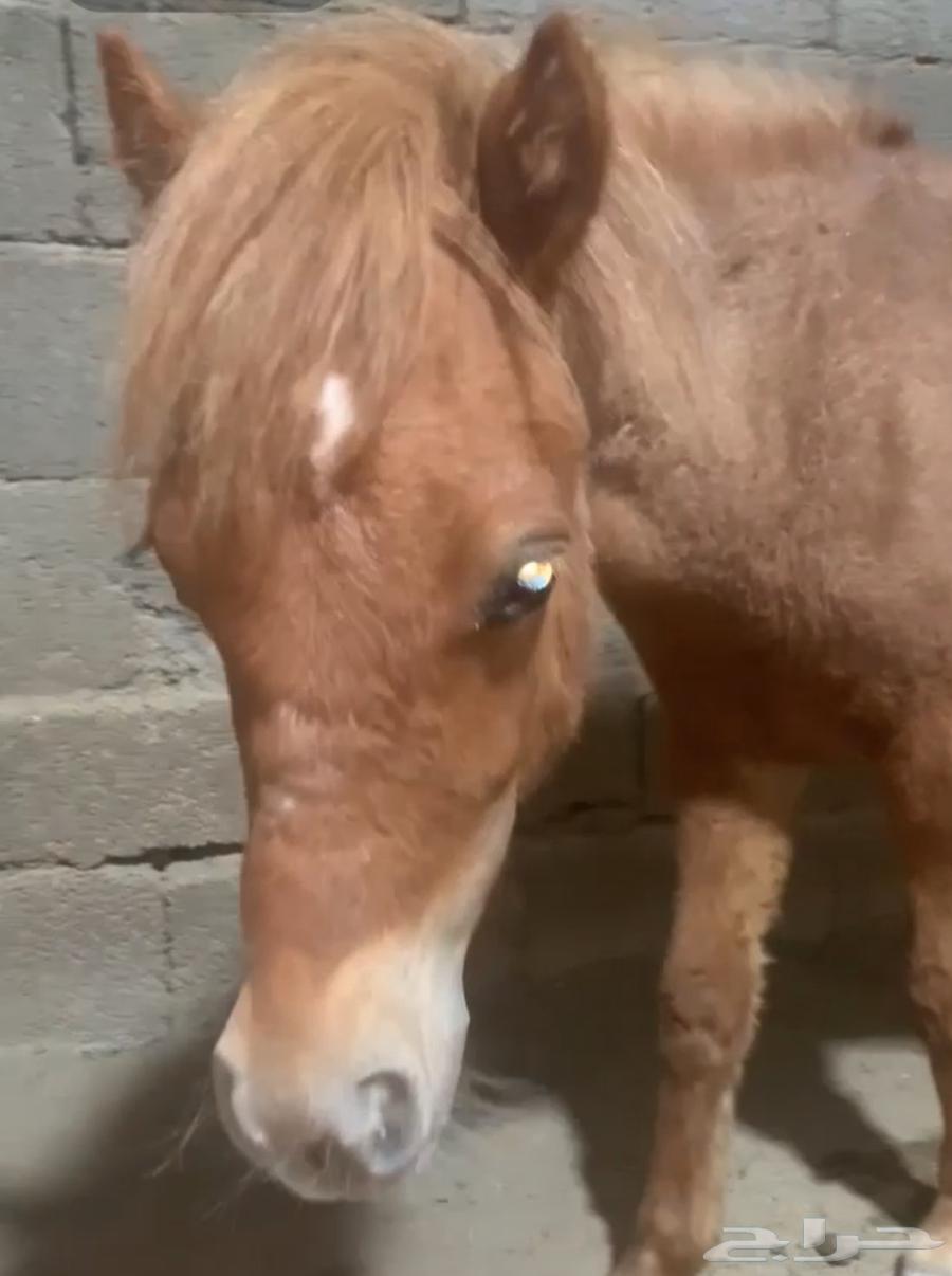 سيسي للبيع64563090584961111