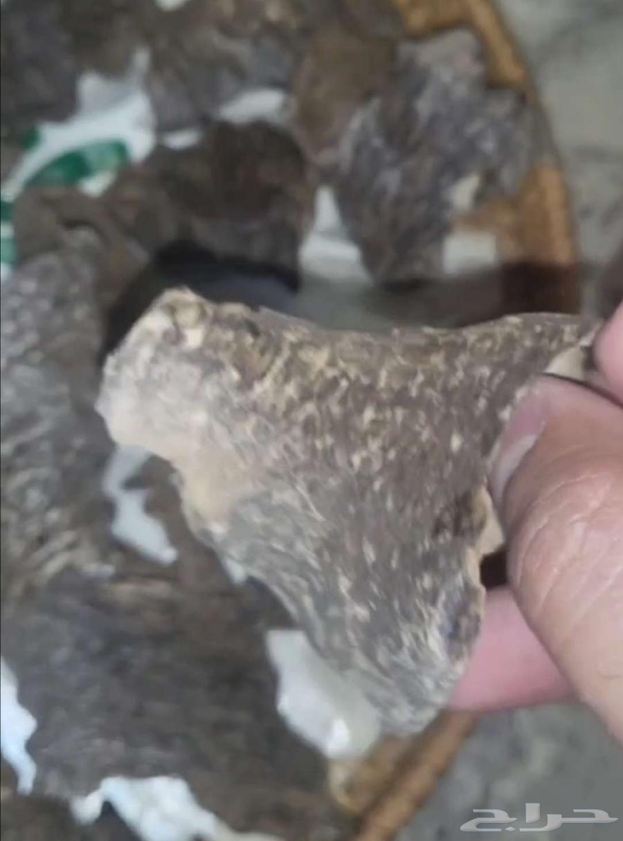 قواقع وزوايا فيتنامي فاخر جدا64557642907522113