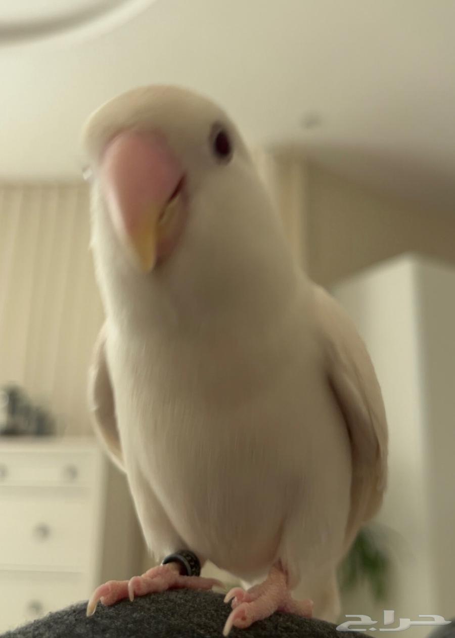 انثى روز البينو64559337495169112