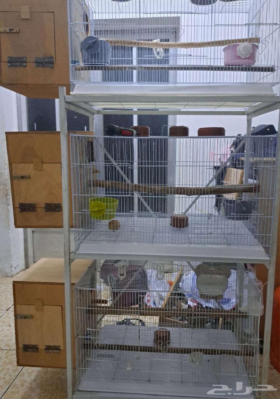 أستاند وأقفاص 610 مع البياضات (( تم البيع ))64557962284673112