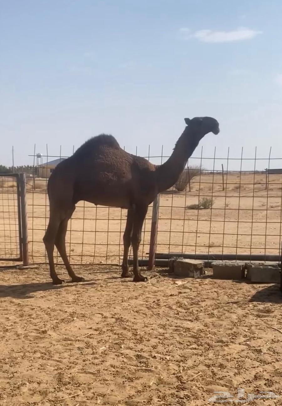 قعود كفو ضغط عالي64557030474755110