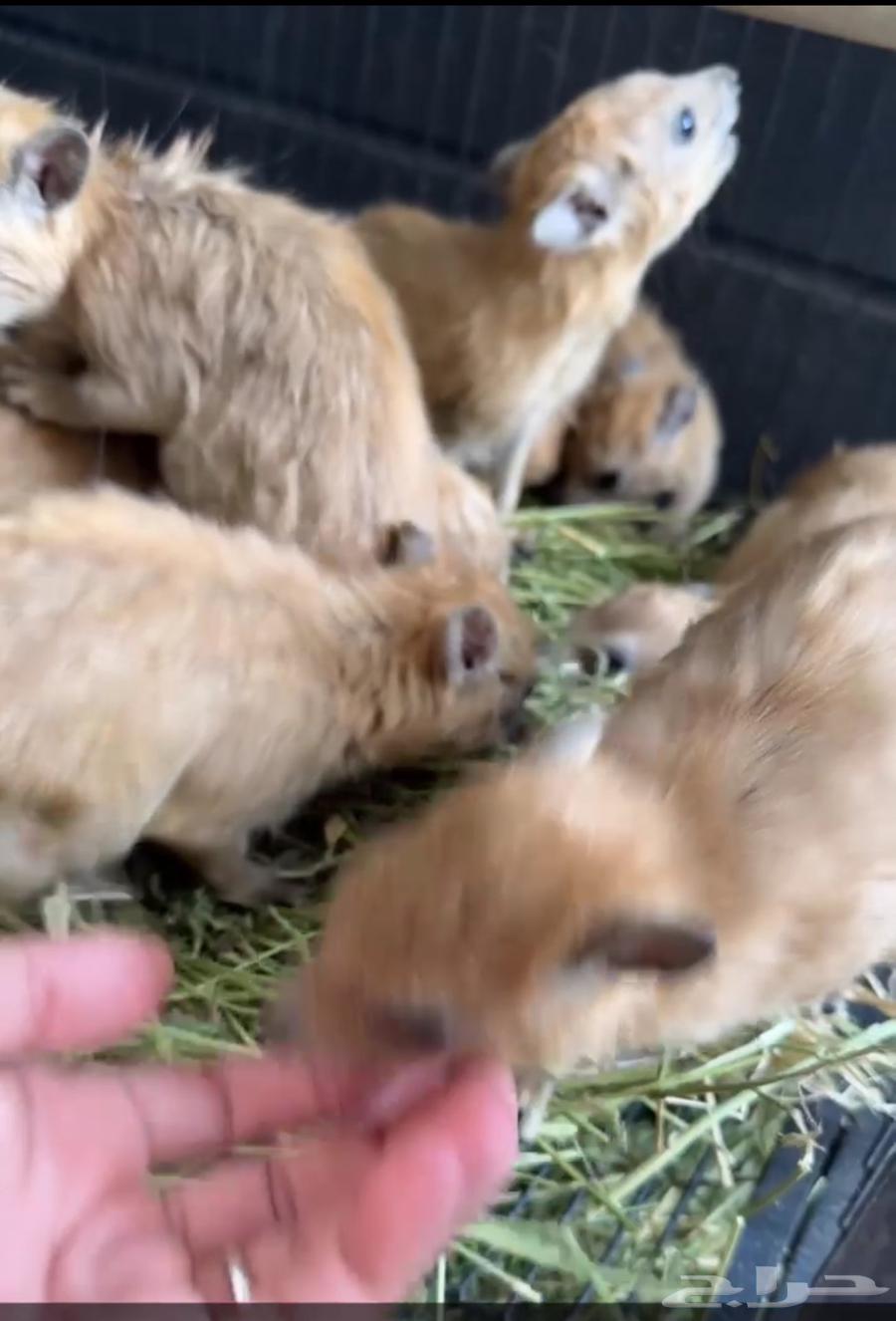 وببران اليفه64555124326785112