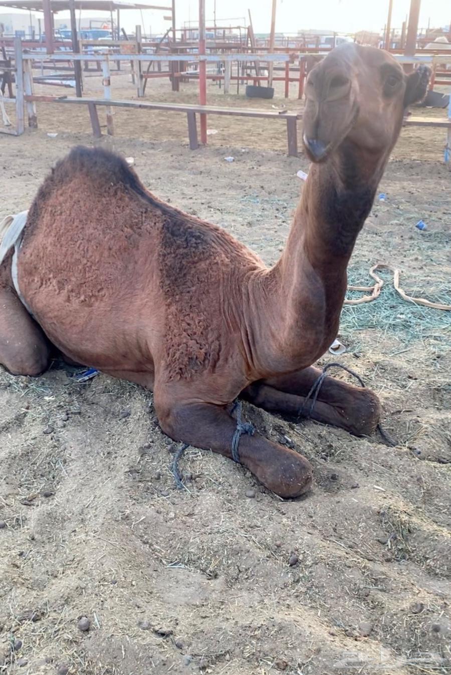 قعود كفو ضغط عالي64557030474755111