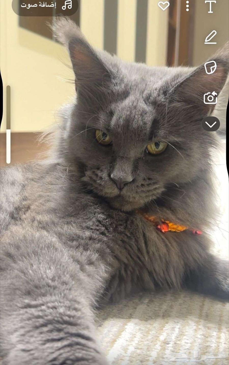 قطة ( فصيلة مين كون الجميله بيور )64556385073667112
