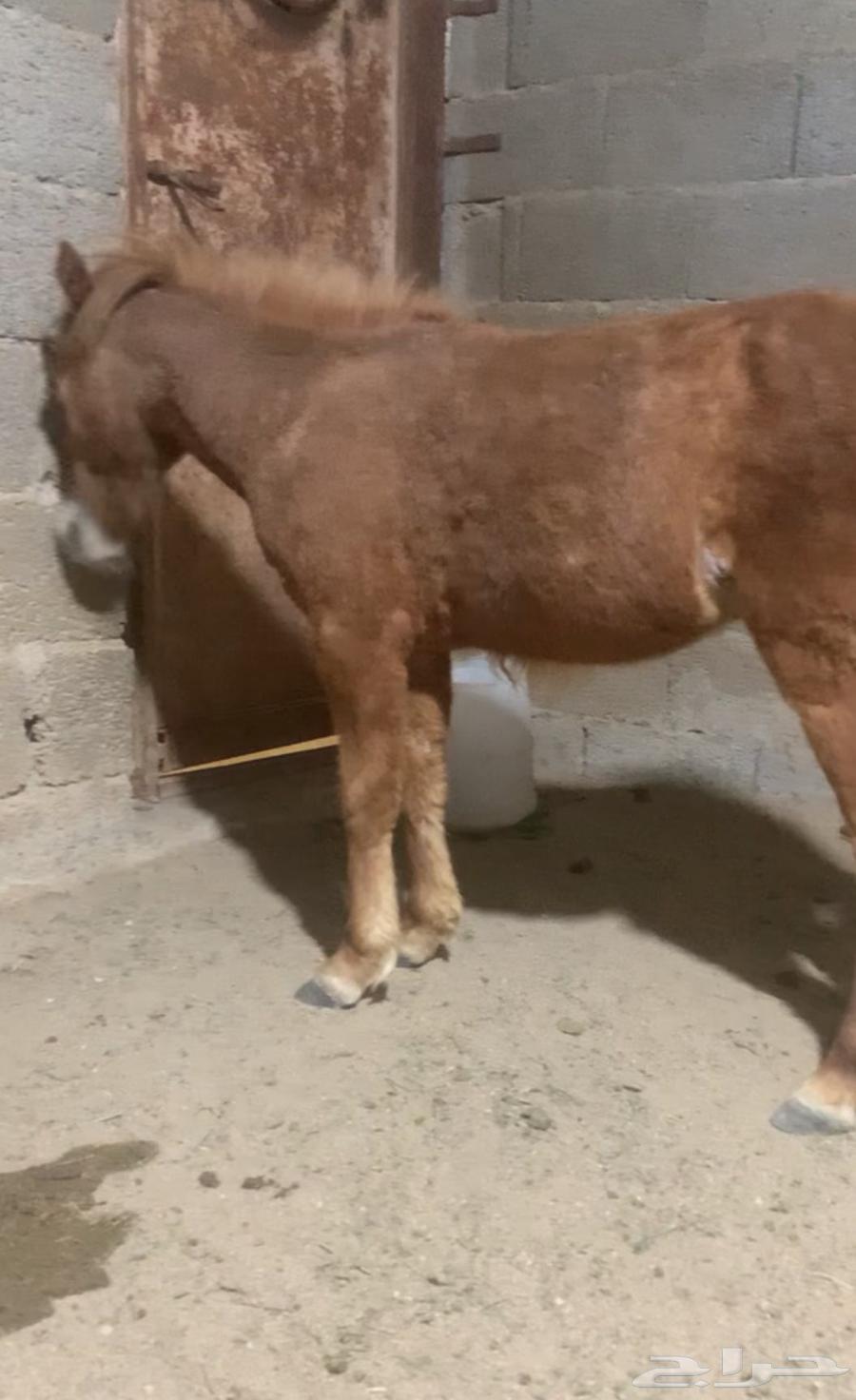 سيسي للبيع64563090584961110