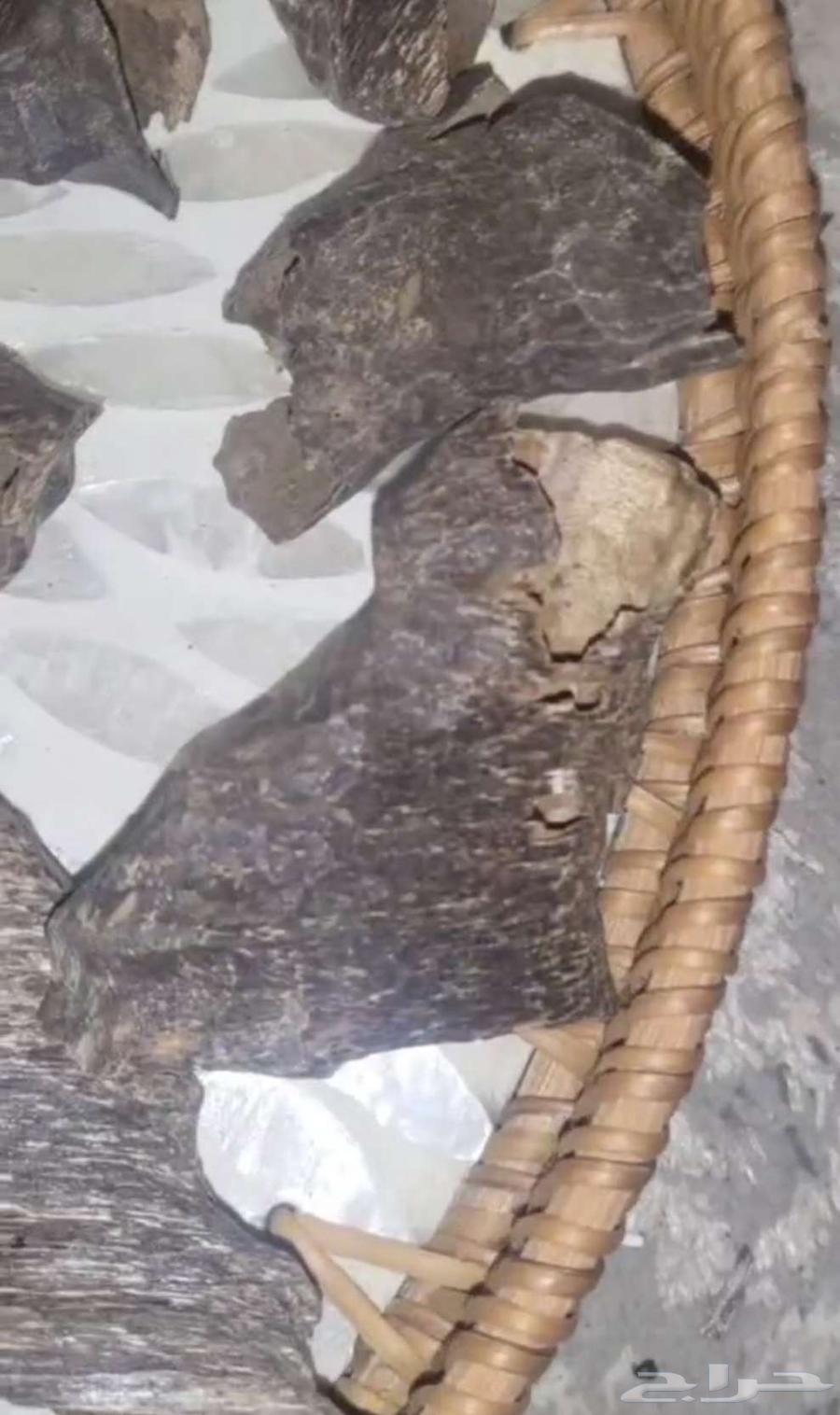 قواقع وزوايا فيتنامي فاخر جدا64557642907522112