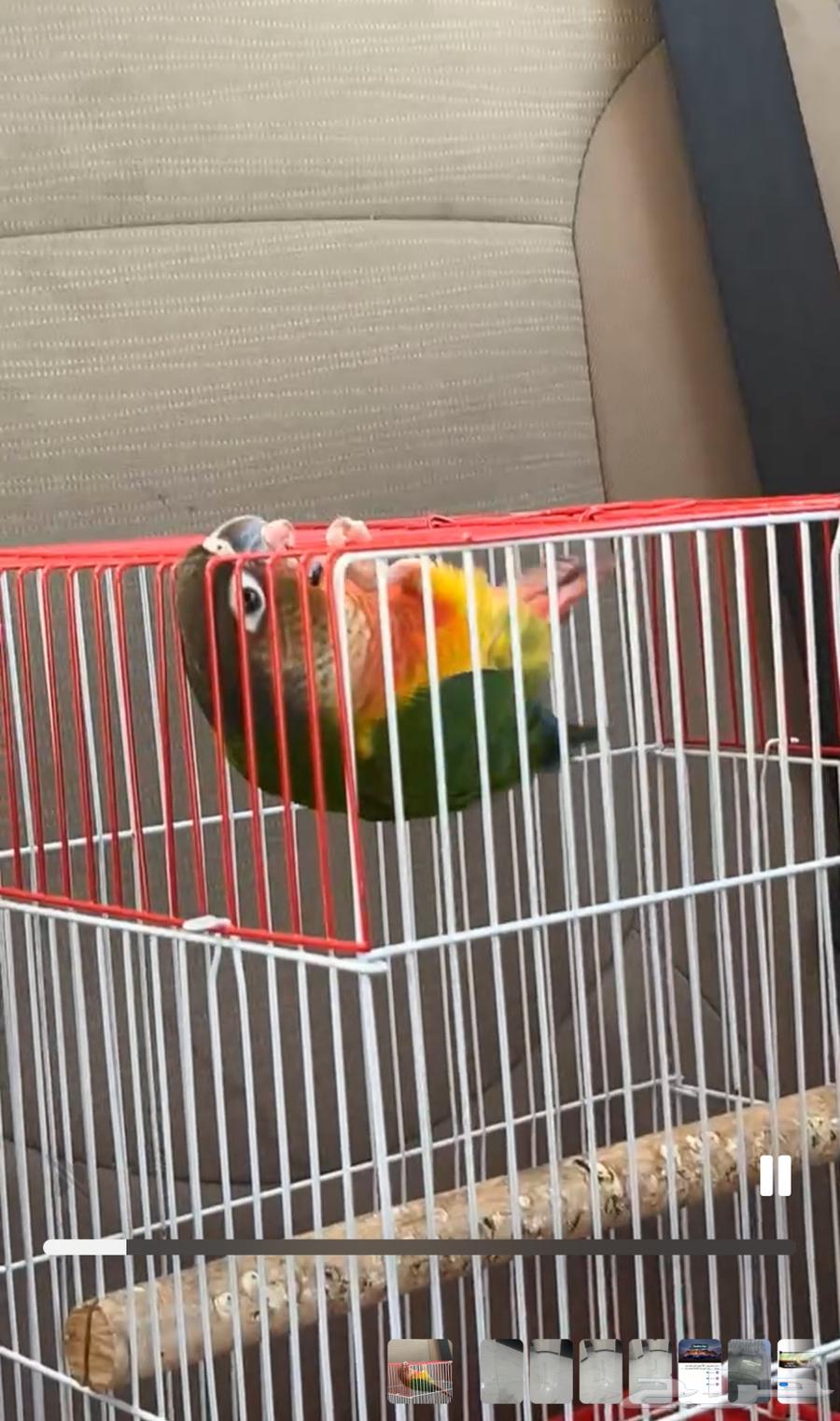 Lilian's Parrot64556511760129111