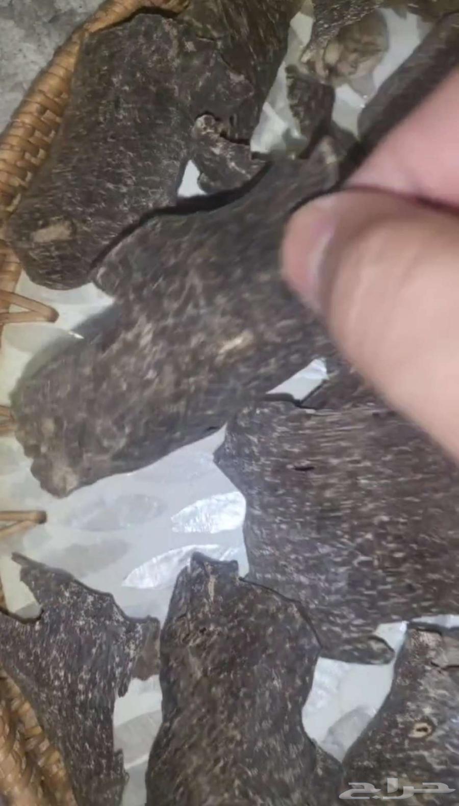 قواقع وزوايا فيتنامي فاخر جدا64557642907522110