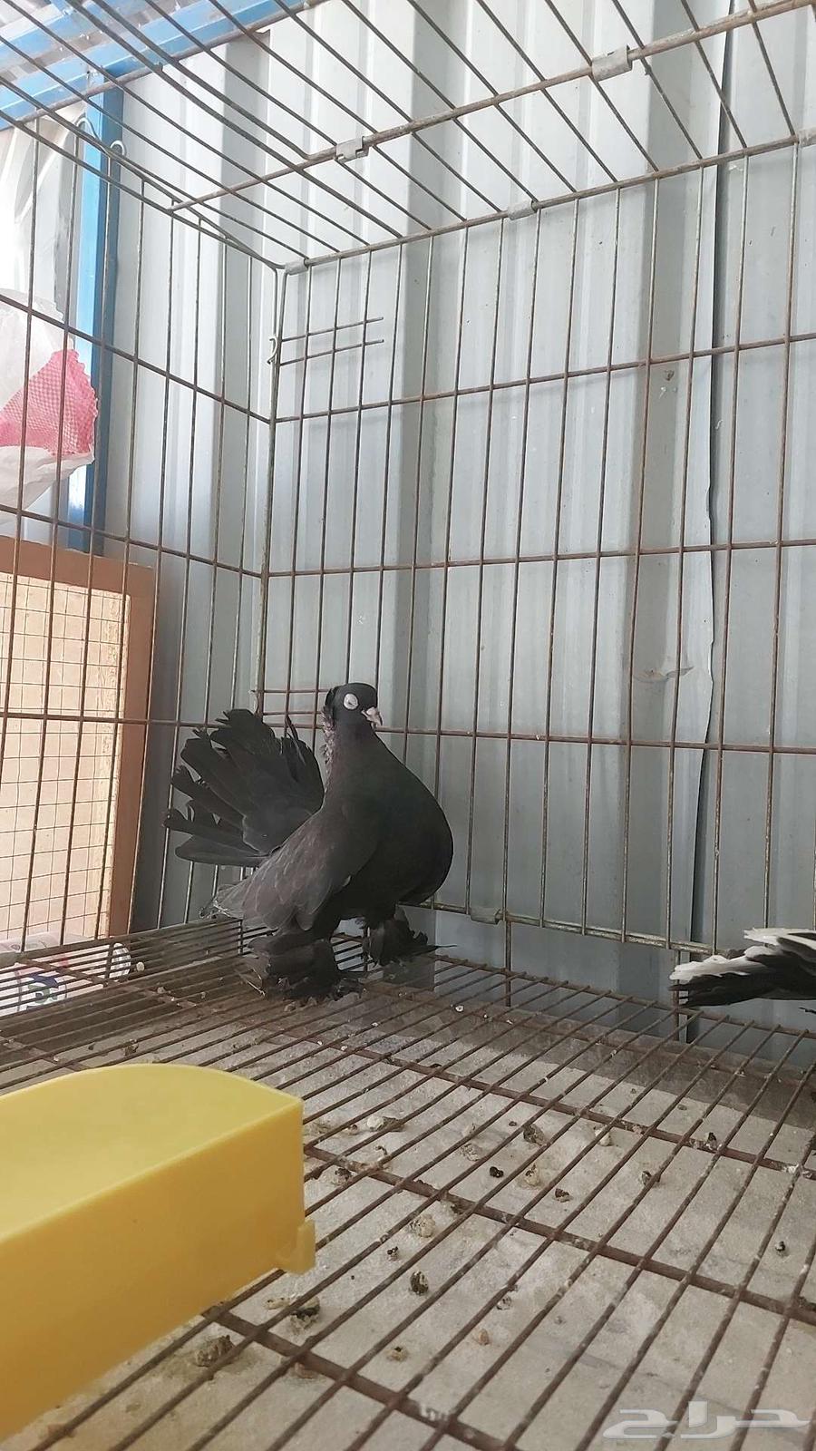 For sale, a pair of canaries - sold64556056720003113