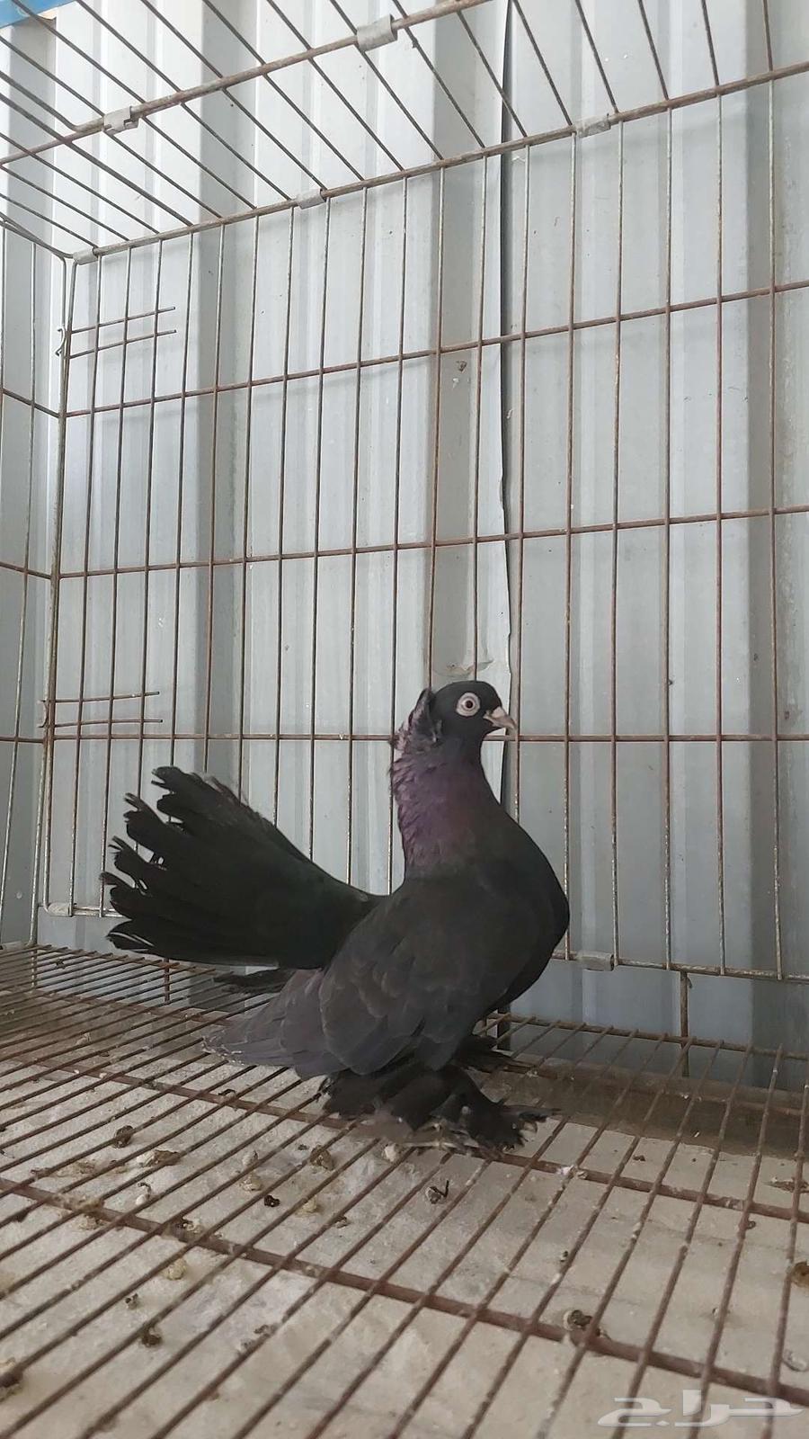 For sale, a pair of canaries - sold64556056720003112