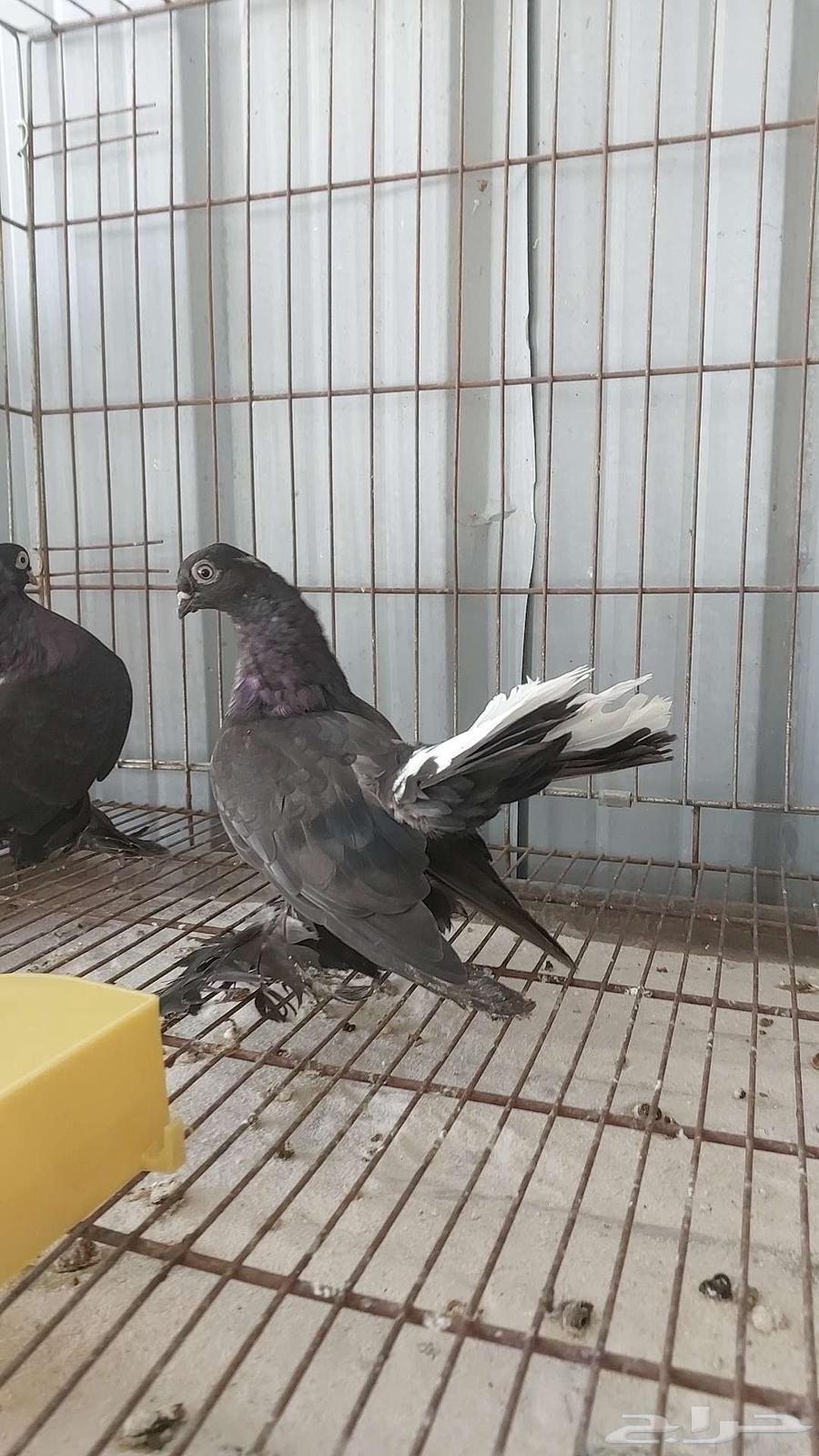 For sale, a pair of canaries - sold64556056720003110