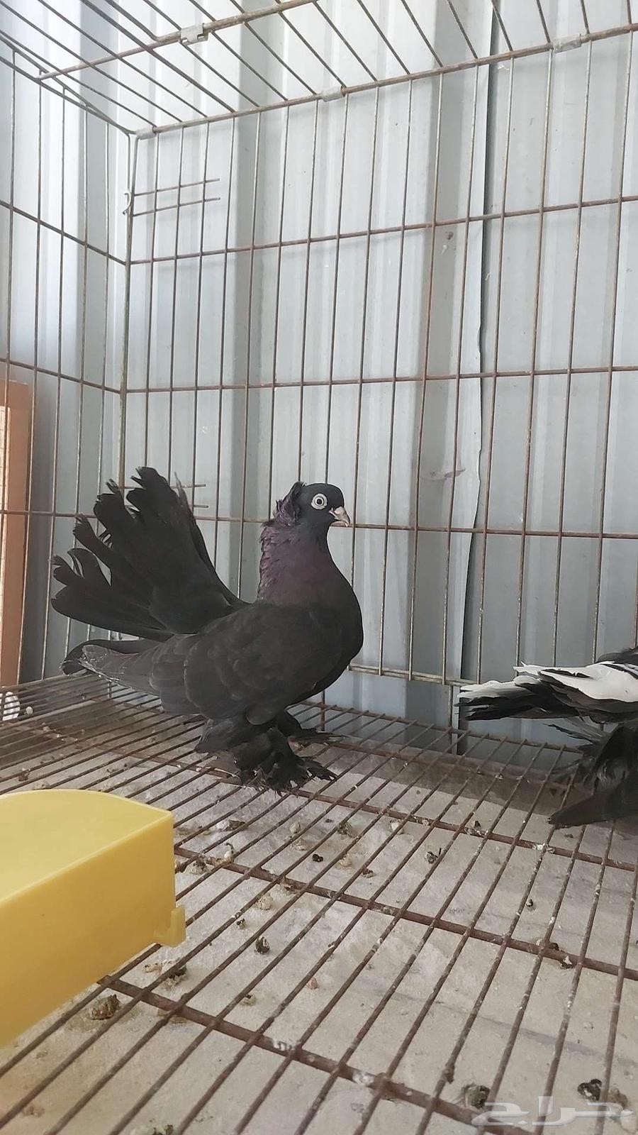 For sale, a pair of canaries - sold64556056720003111