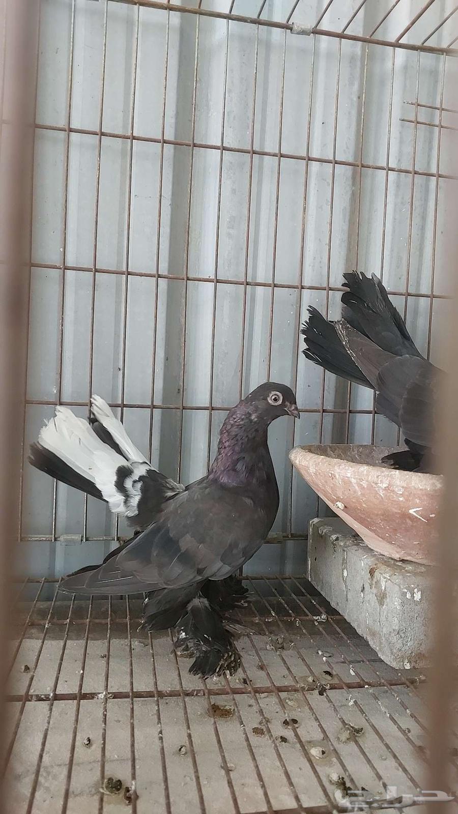 For sale, a pair of canaries - sold64556056720003114