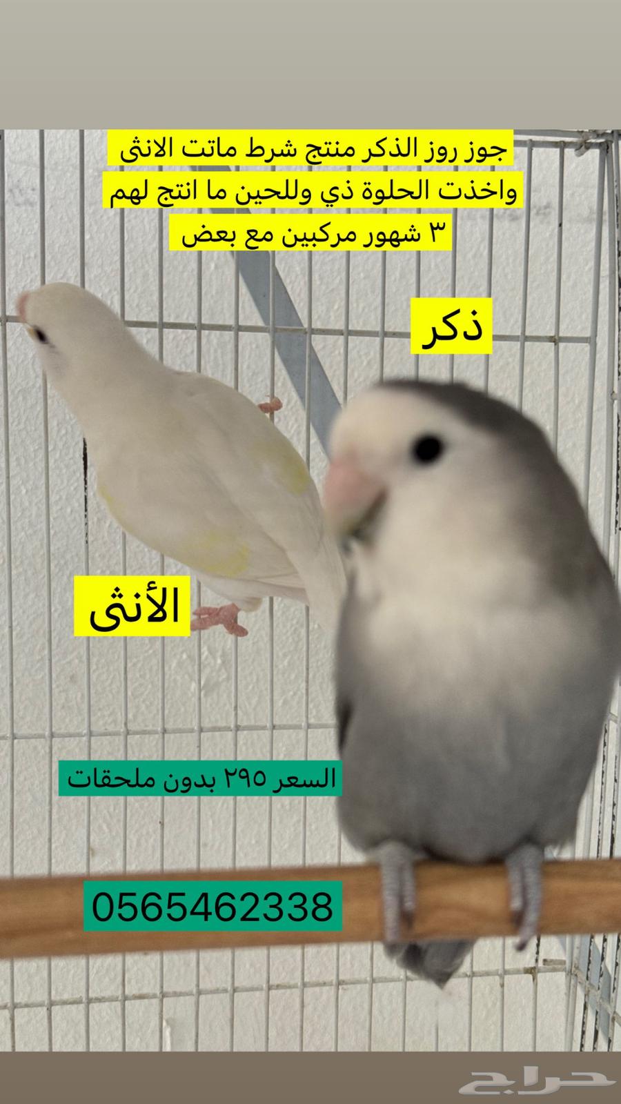 جوز روز عرض اليوم الوطني64560823967106110