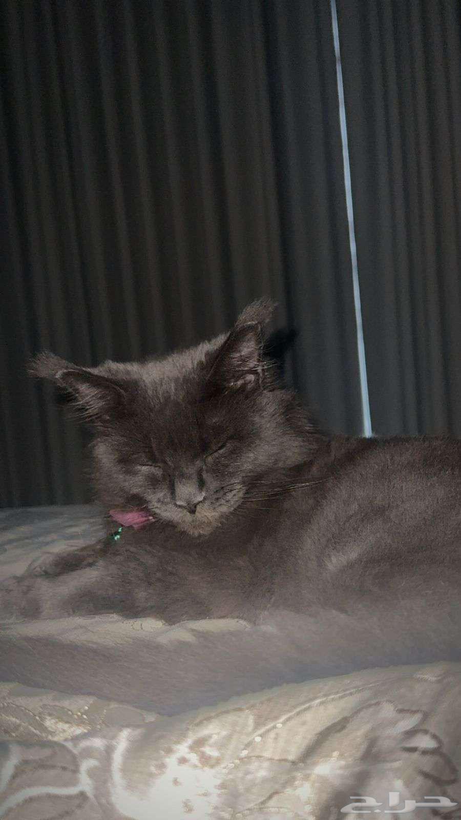 قطة ( فصيلة مين كون الجميله بيور )64556385073667111