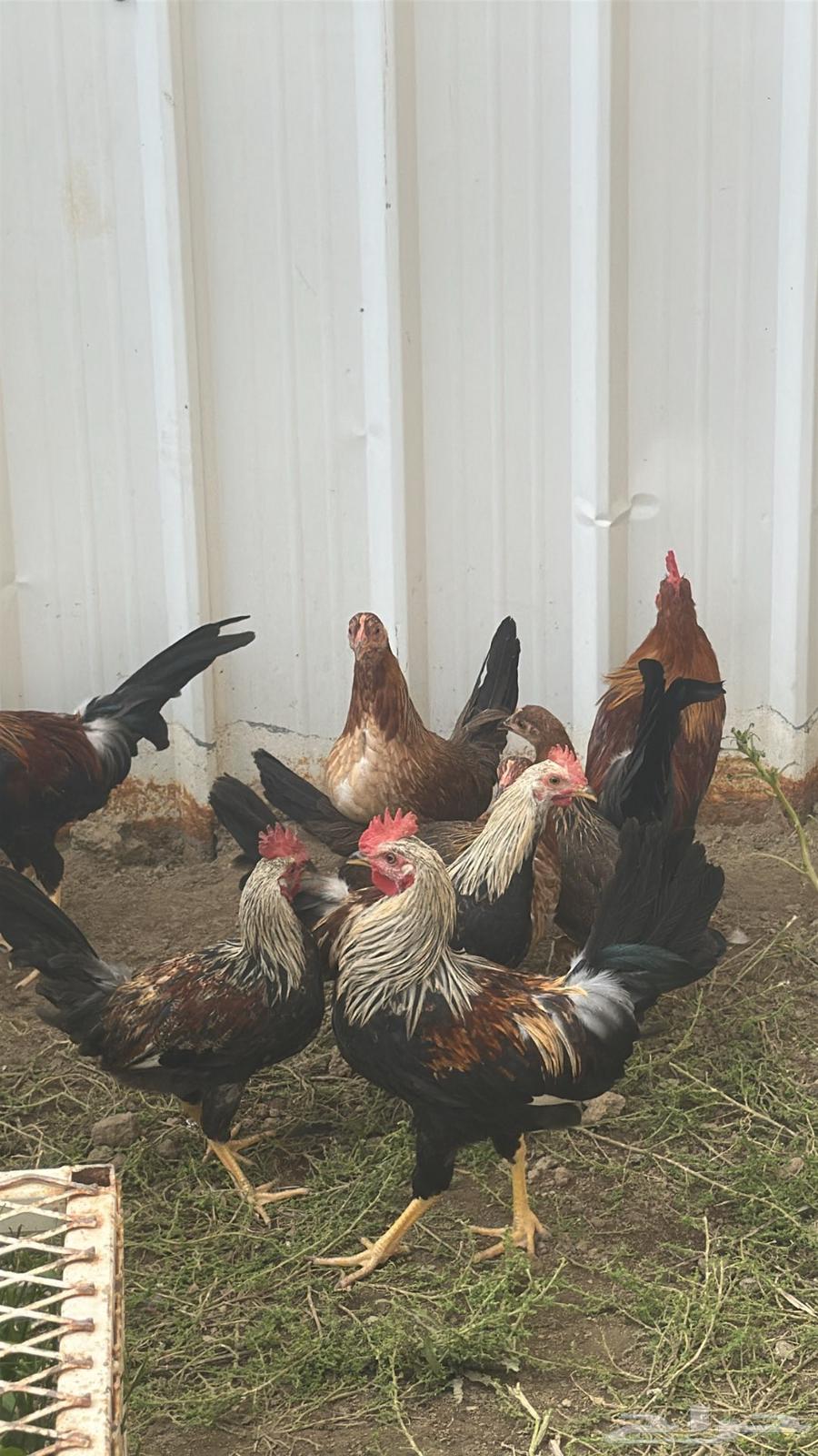 فروخ دجاج بلدي64557726811521111