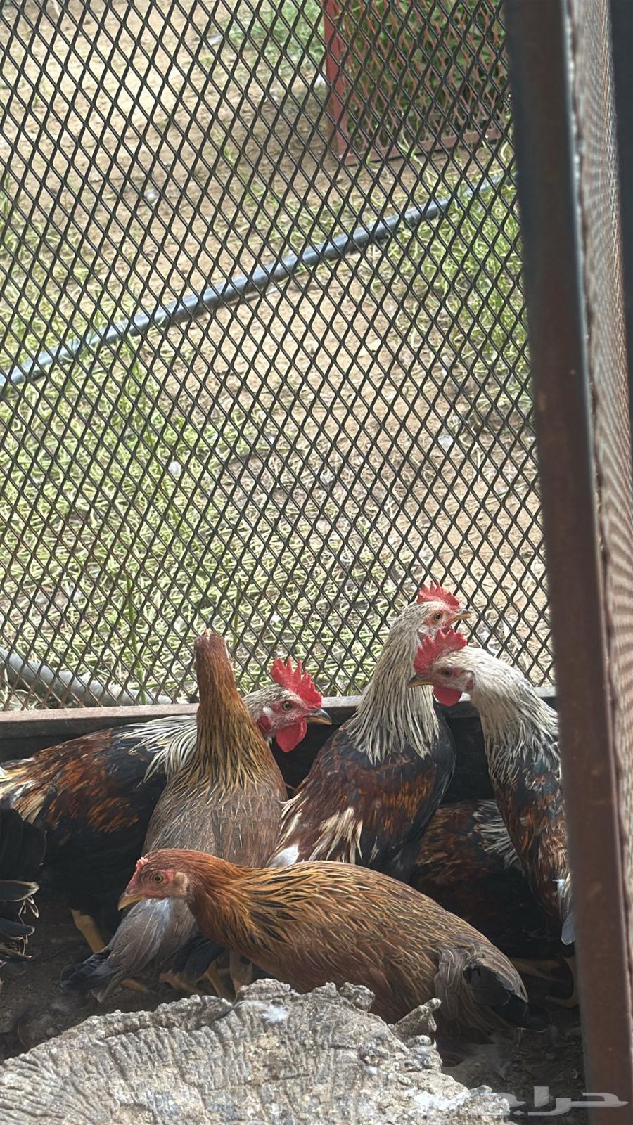 فروخ دجاج بلدي64557726811521113