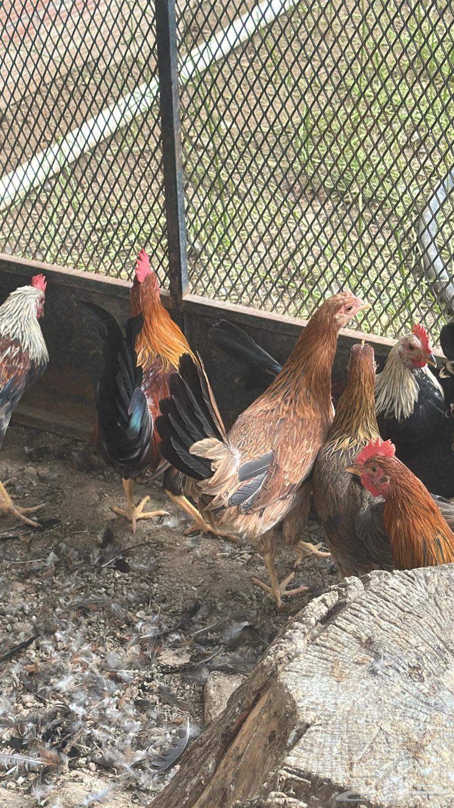 فروخ دجاج بلدي64557726811521114