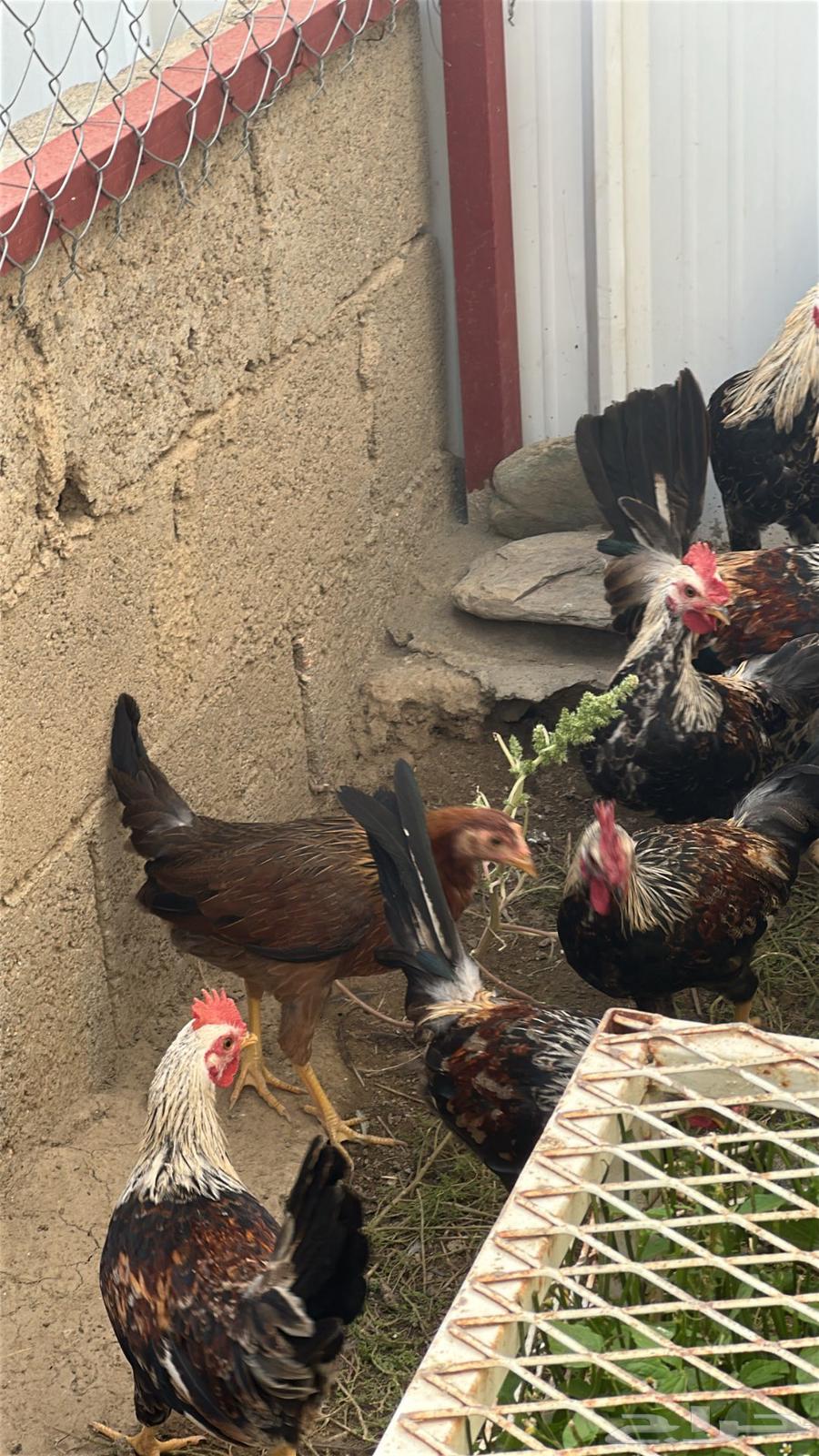 فروخ دجاج بلدي64557726811521112