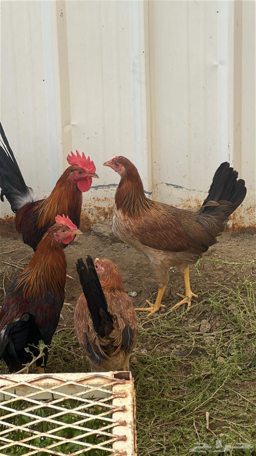 فروخ دجاج بلدي64557726811521110