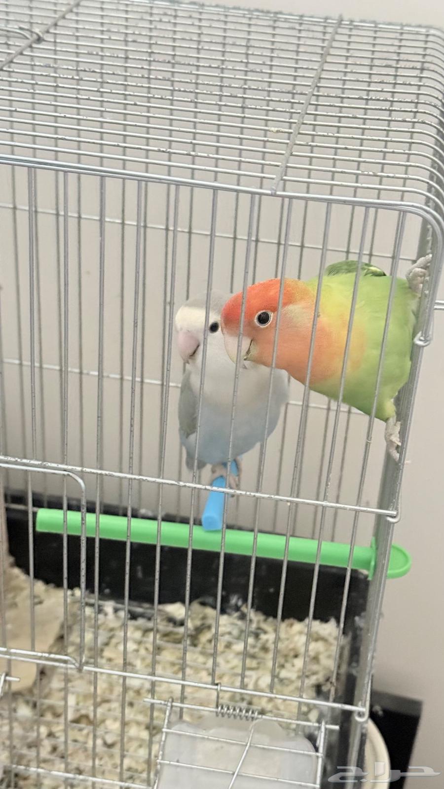 طيور روز للبيع64557740727809110