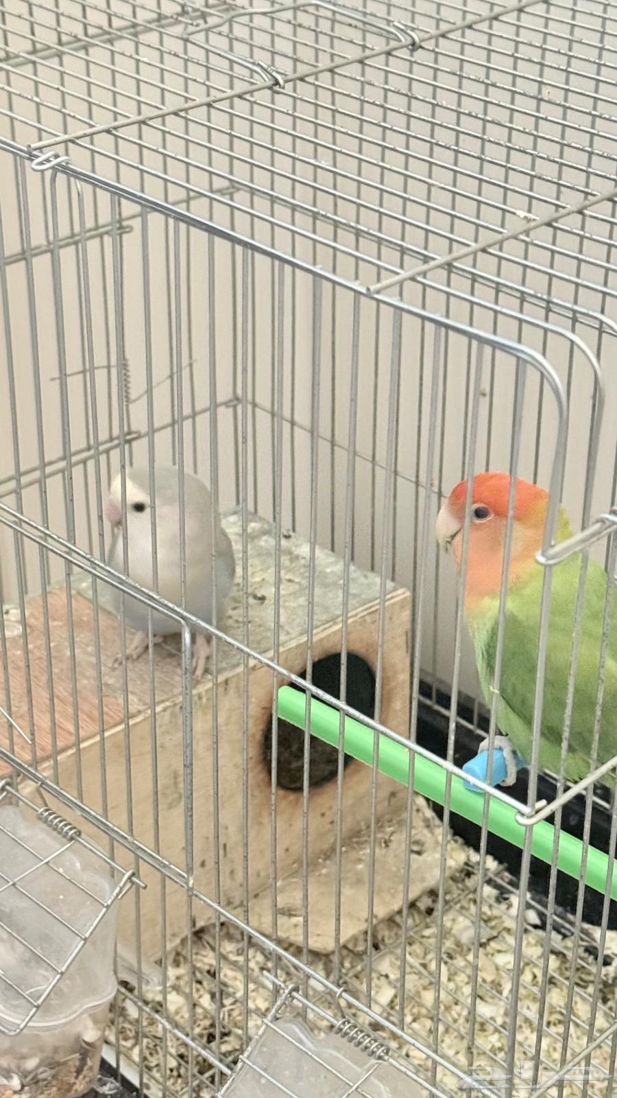 طيور روز للبيع64557740727809111