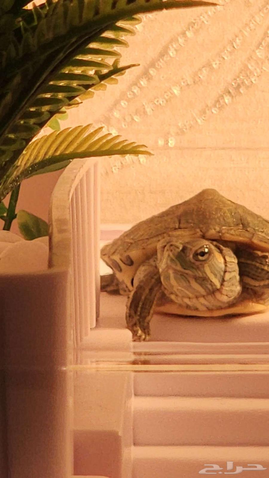 حوض سلاحف مائيه وملحقاته64558307983233110