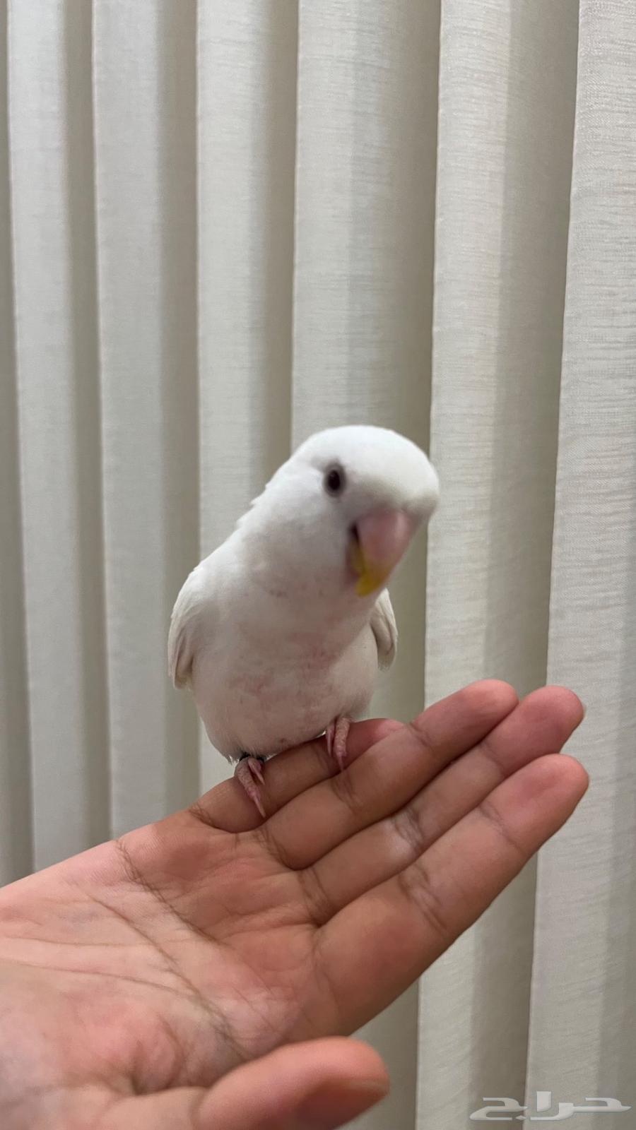 انثى روز البينو64559337495169111