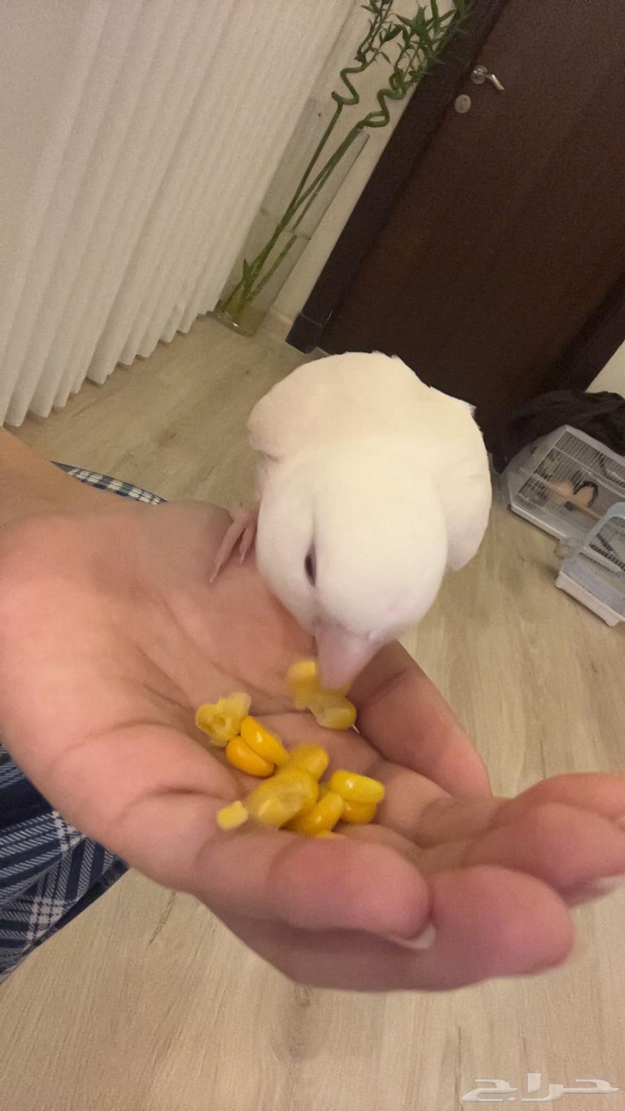 انثى روز البينو64559337495169110