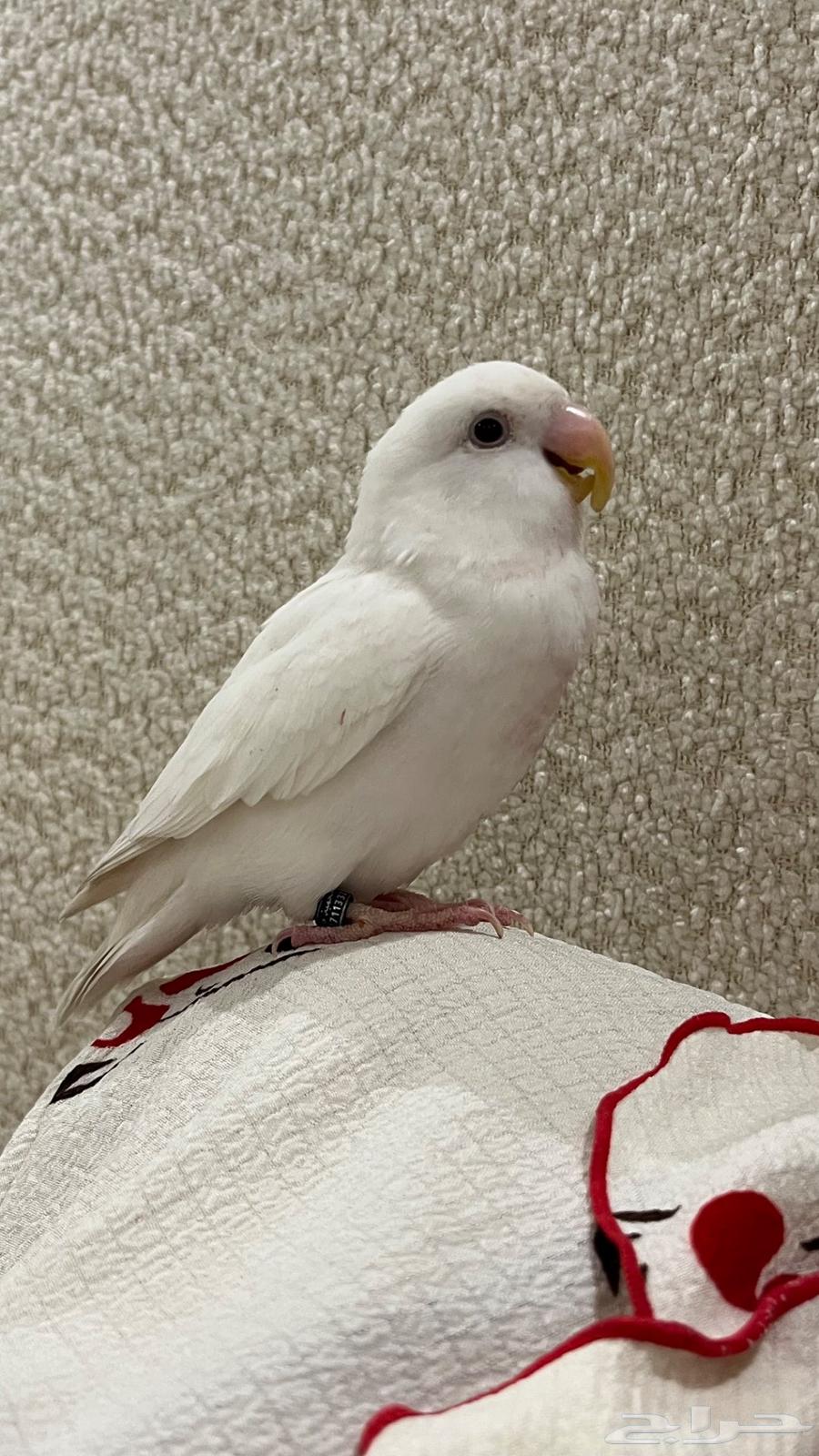 انثى روز البينو64559337495169113