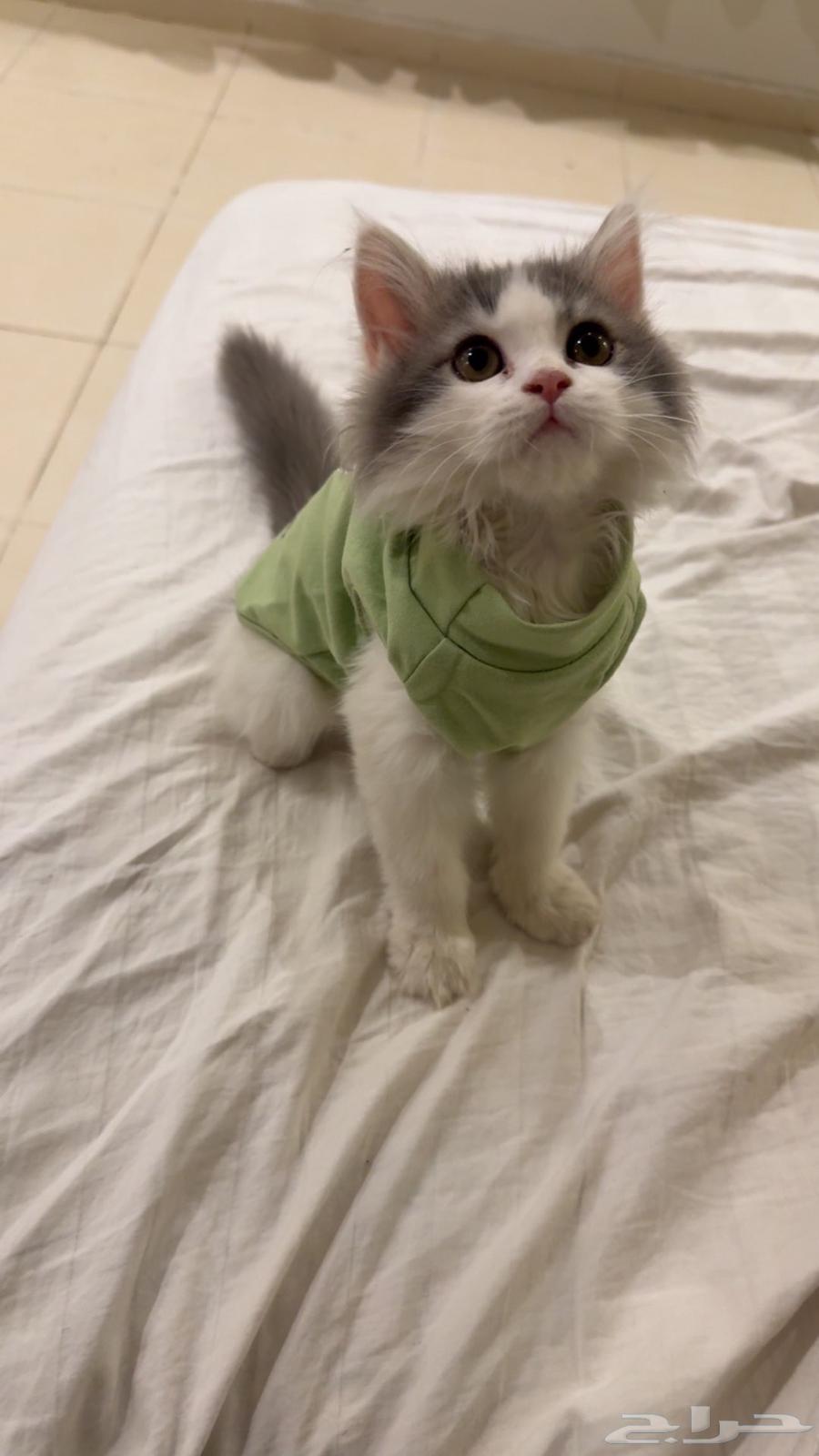 قط شيرازي للبيع64562908973697110