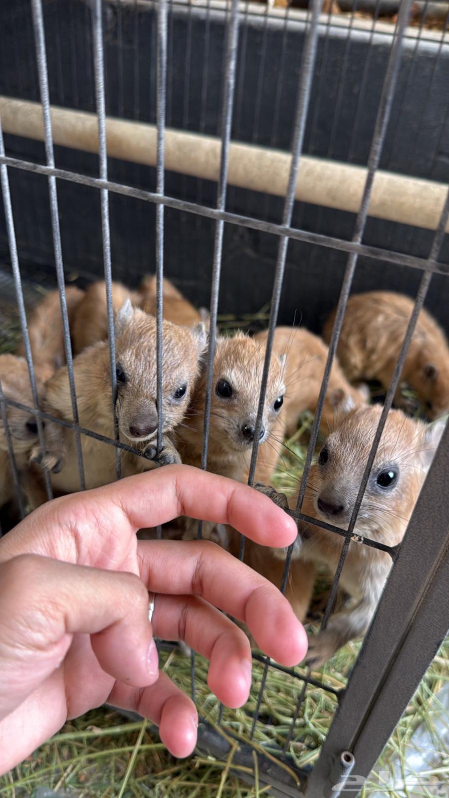 وببران اليفه64555124326785110