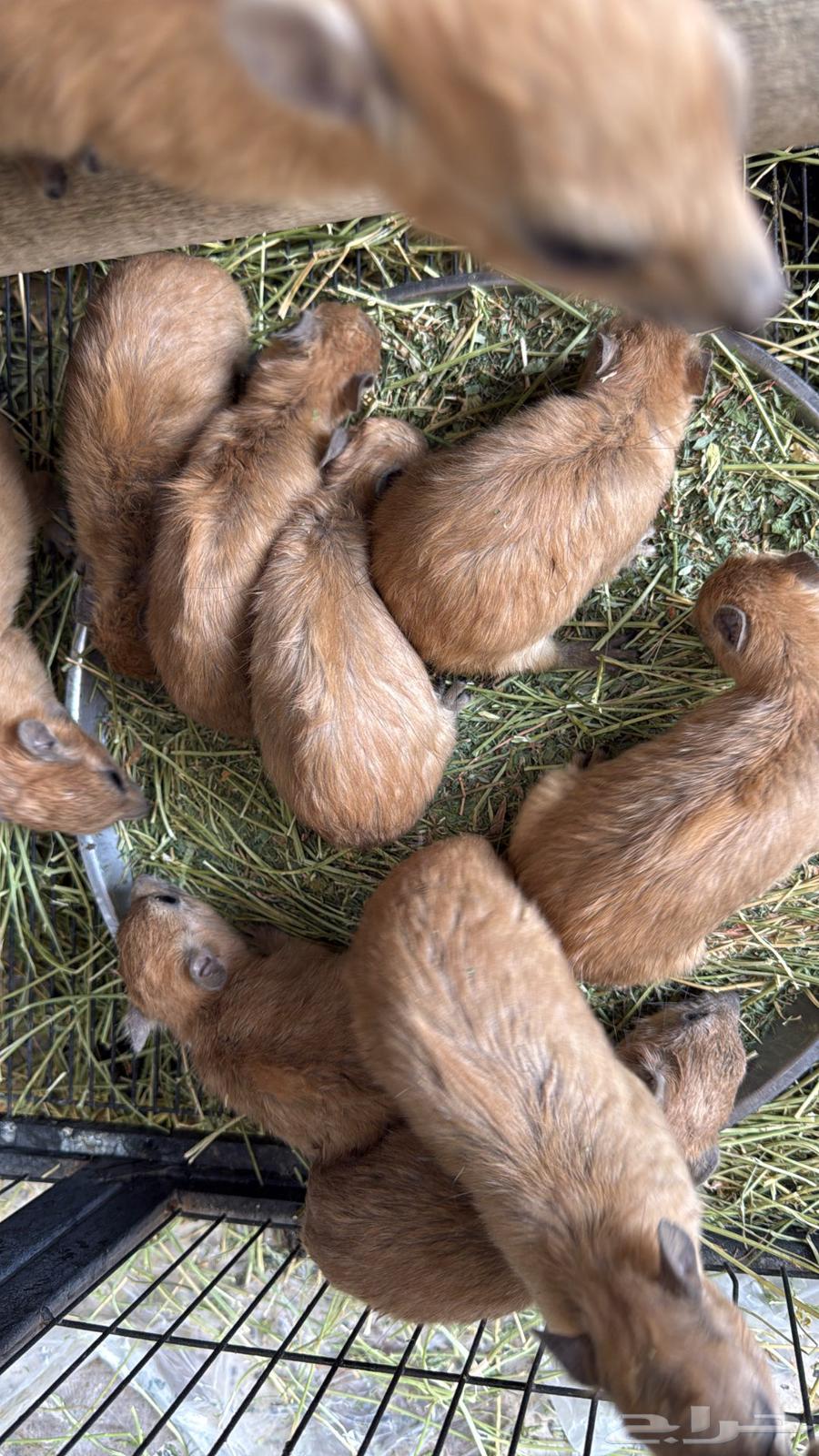 وببران اليفه64555124326785111