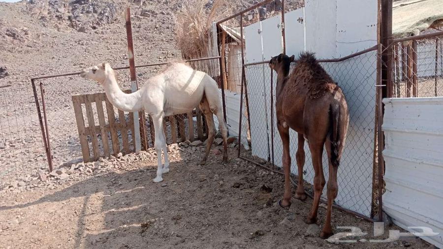 قعدان للبيع64557044469379111