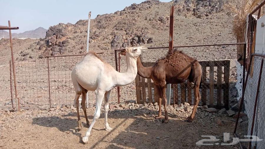 قعدان للبيع64557044469379110