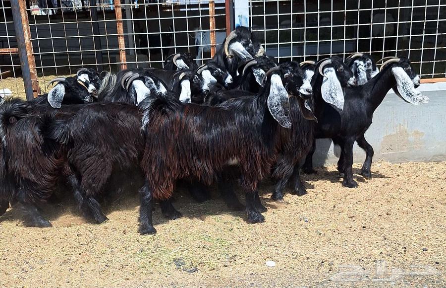 جفرات عوارض درجه اولي تأسيس مراح دفيع العدد 22 با الفحل64556240588801114