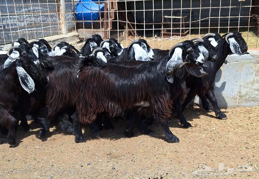 جفرات عوارض درجه اولي تأسيس مراح دفيع العدد 22 با الفحل64556240588801111