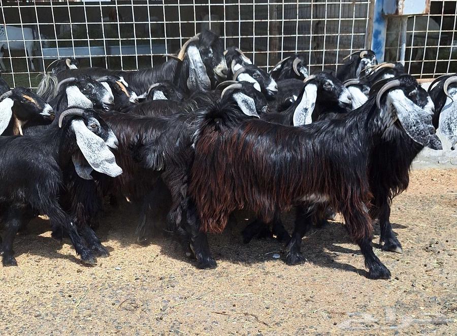 جفرات عوارض درجه اولي تأسيس مراح دفيع العدد 22 با الفحل64556240588801110