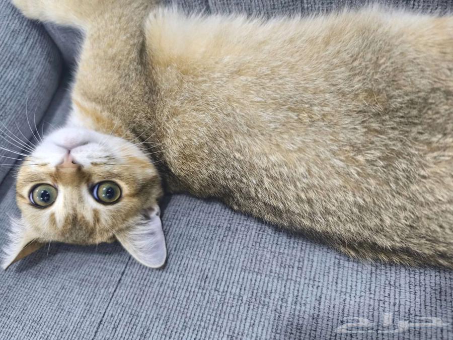 سكوتش للبيع64535917370113112