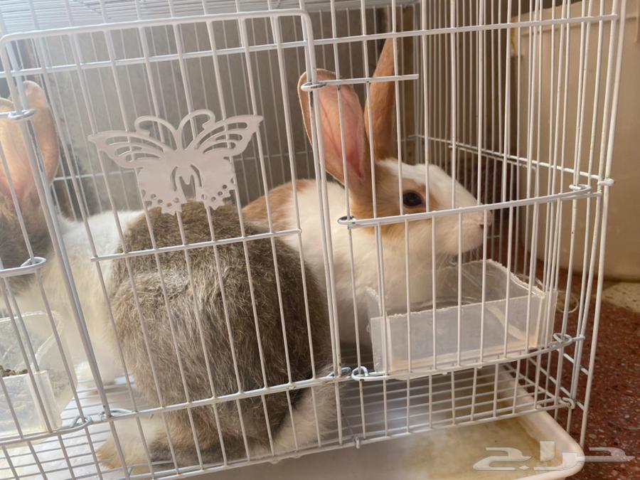 Ha'il64557433468419110