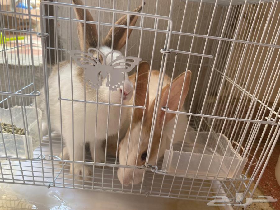 Ha'il64557433468419111