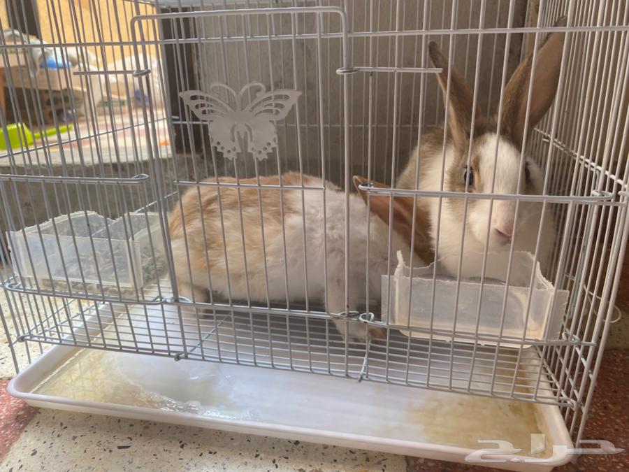 Ha'il64557433468419112