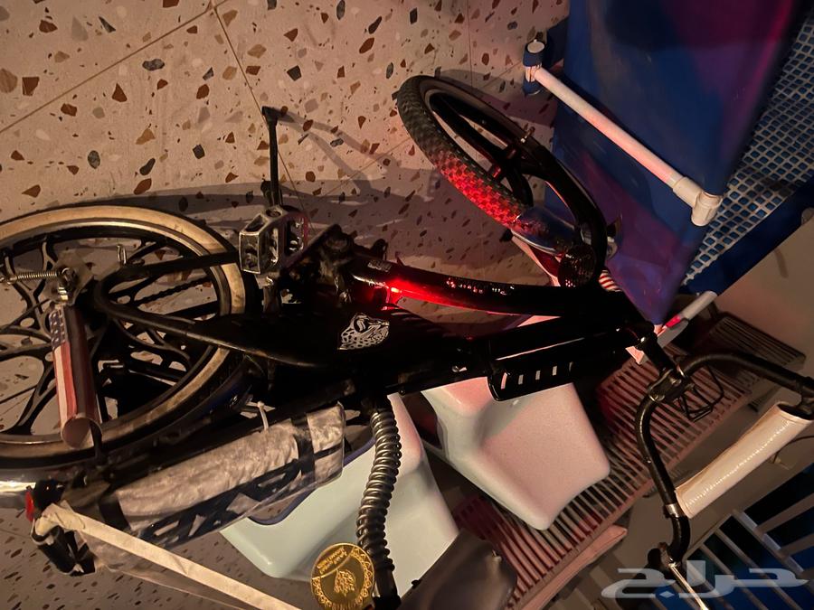 رامبو صيني للبيع64557907120386110