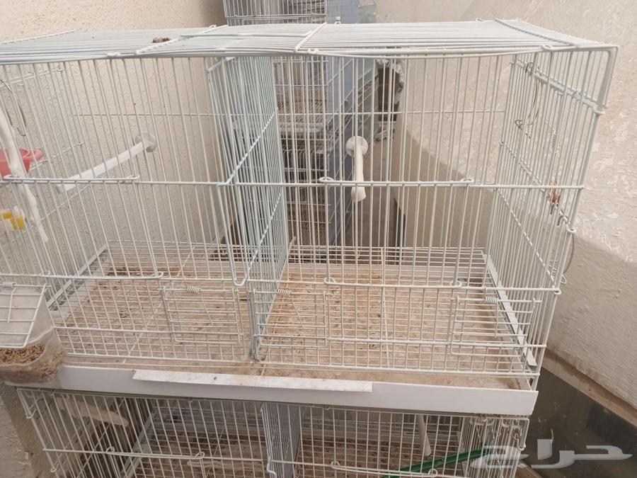 اقفاص للانتاج الطيور64558794522370111